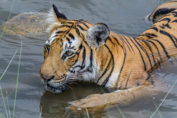 The bloody whiskers!