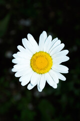 Obraz premium Garden chamomile or Nivyanik or Ox-eye Daisy (Latin: Leucanthemum) on a dark background of green leaves. Flower close up. Soft focus. Vertical photo.