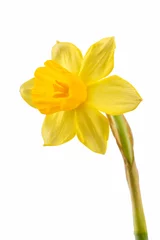 Raamstickers flower or narcissus isolated on white background cutout © Timmary