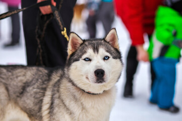 Portrait of sports Sled Husky dog. Working mushing dogs of the North.