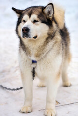 Portrait of sports Sled Husky dog. Working mushing dogs of the North.
