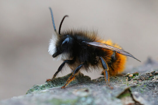 Lateral closeup of a male horned mason orchard bee,  Osmia cornuta waiting for some sun on a piece of wood