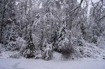 beautiful snowy forest. frozen lake. snow-covered forest thicket