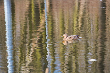 kaczka © Krzysztof  Jaworski