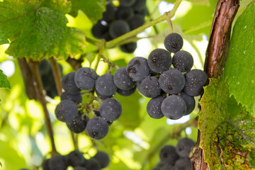 Black grape on vine at harvest time. Close-up of bunche of ripe red wine grapes.