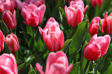 Fototapeta premium Blumen
