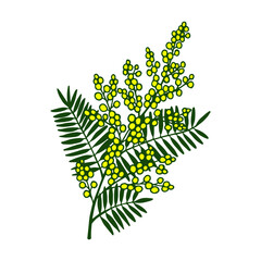 Mimosa plant. Vector stock illustration eps10.
