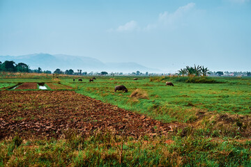 Farmers and buffaloes in the plains of Inle lake in Myanmar