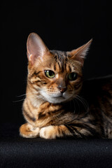 Gorgeous Spotted Bengal Cat Lying with kind eyes on isolated Black Background