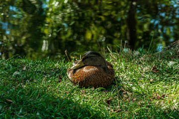 Close up of a female mallard duck resting in green grass