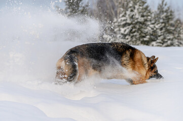 Shepherd dog in winter outdoors playing with snow
