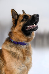 portrait of a shepherd dog on a winter background