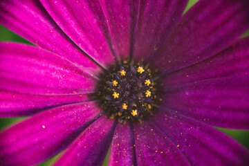 Closeup shot of a violet flower bud on a blurred background