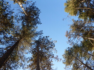 trees in the forest seen from below