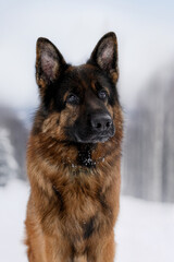 portrait of a shepherd dog on a winter background