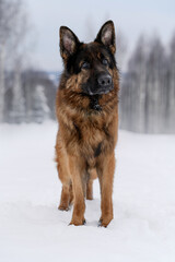Shepherd dog in the winter outdoors playing with a toy