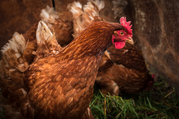 Brown hen on the compost Organic farming hen