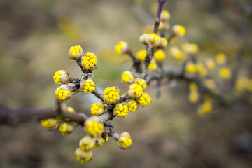 Detail of european cornel beginning to bloom Blooming dogwood Cornus mas