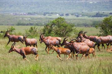 Antelopes topi