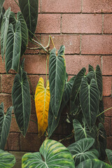 cactus in the garden