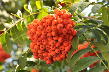 Berries ripen on a branch of rowan (Sorbus aucuparia)