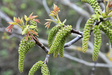 Spring flowering walnut
