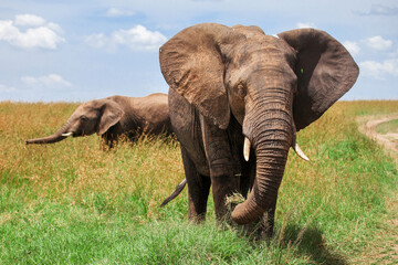 African bush elephants