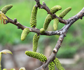 Spring flowering walnut