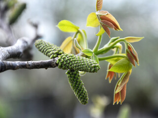 Spring flowering walnut