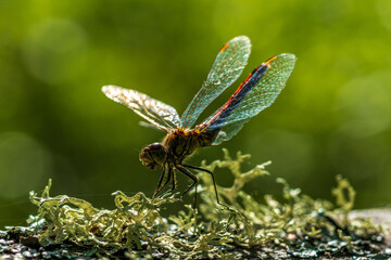 Close up of a red dragonfly in bright sunlight