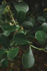 leaves and water