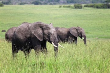 Naklejka na ściany i meble African bush elephants