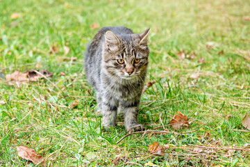 Naklejka na ściany i meble Cat in autumn park. Grey kitten walking on colorful fallen leaves outdoor.