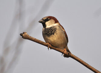 Sparrows (Passer) are sitting on a branch