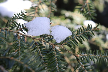 christmas tree branches