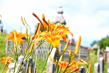 flowers in the grass