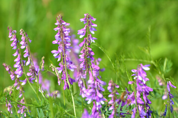 Obraz premium In the wild, Vicia tenuifolia blooms
