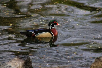 great crested grebe