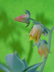 green plants, flowers, flora and fauna, succulents