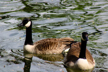 country goose family