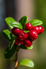 Fresh lingonberries growing on a sprig