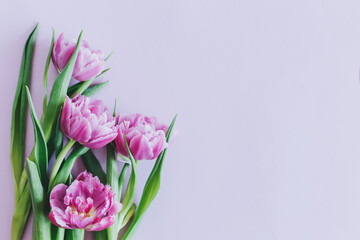 Fototapeta premium Tender violet tulips on pastel violet background. Greeting card for Women's day.