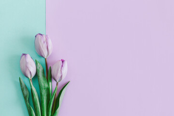 Tender violet tulips on pastel violet background. Greeting card for Women's day.