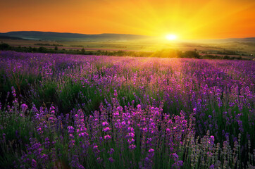Fototapeta premium Beautiful summer landscape of lavender field with setting sun and orange sky