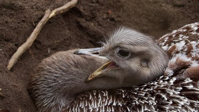 Close-up of an ostrich that sits in the sand and yawns.