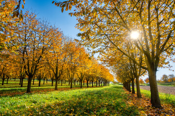 Fototapeta premium Golden sunrays through tree orchard in autumn