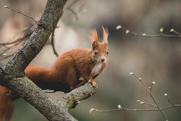 niedliches Eichhörnchen im Frühling