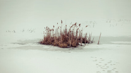Belarusian winter landscape in the style of minimalism. An island of dry grass on a frozen lake...