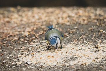 Blaumeise Stadtpark