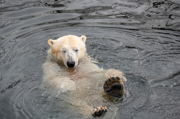 polar bear enjoys his bath